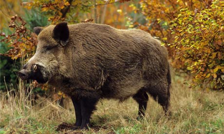A wild boar in autumn forest